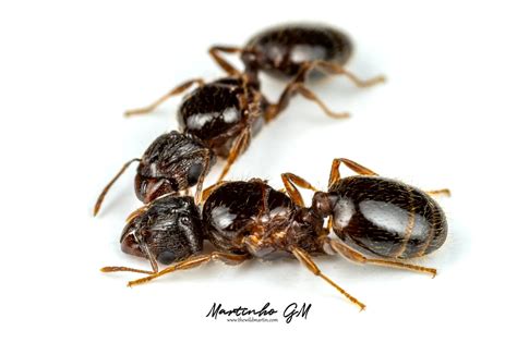 Pheidole megacephala Ecology and Care Guide — The Wild Martin