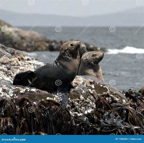 Australian fur seal pups stock photo. Image of ocean, breeding - 7786264