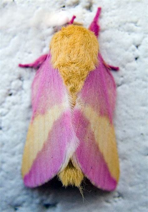 These Colorful Moths Are Gorgeous - Neatorama