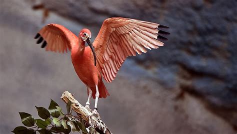 10 Animals That Live in Venezuela - WorldAtlas