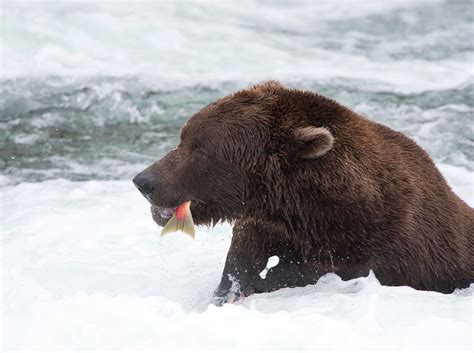 Photography Today: Katmai Bears