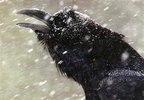 Raven in the snow | Raven, Crow pictures, Black bird