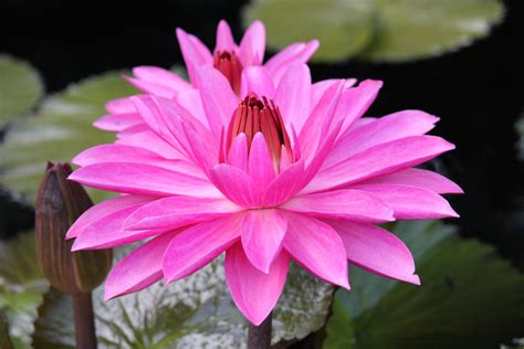 Pink Water Lily by CASPER1830 on DeviantArt