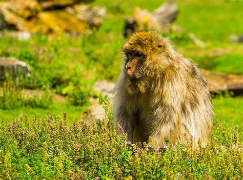 Gorgeous Barbary Macaque A Portrait Of An Endangered African Monkey Species Relaxing In Lush ...