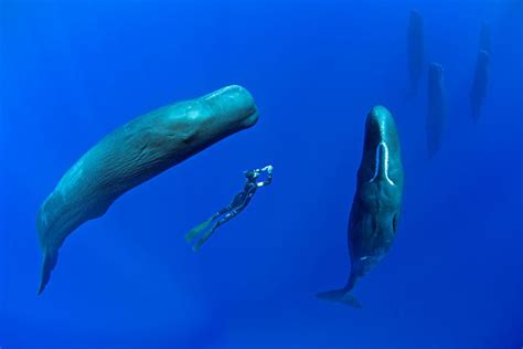 This Diver Captures A Rare Photo Of A Sperm Whale Sleeping - Pawsify