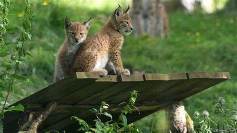 Park's new lynx cubs scout out their enclosure - BBC News