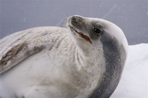 Crabeater seal - Stock Image - C054/4361 - Science Photo Library