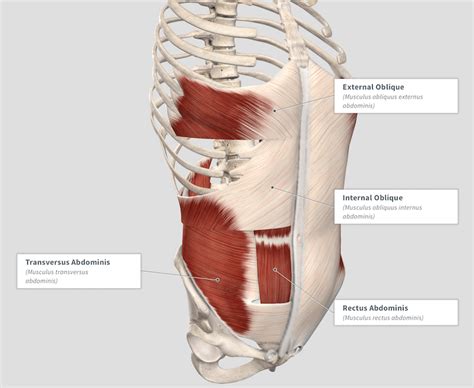 Transverse Abdominis Model