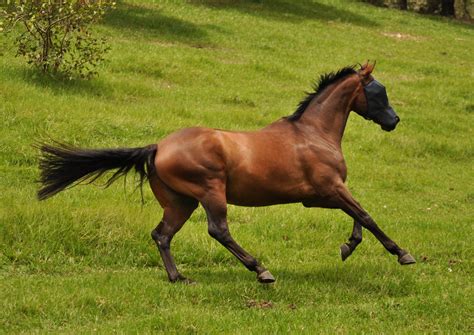 Horse Gallop Stock 1 by naturalhorses on DeviantArt