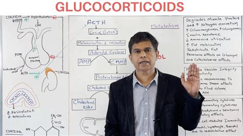 GLUCOCORTICOIDS SYNTHESIS AND ACTIONS - By Pramil Cheriyath MD - YouTube