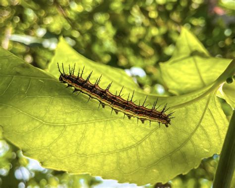 Meet Lonomia Obliqua: AKA The Assassin Caterpillar in 2022 | Caterpillar, Pink eyes, Assassin