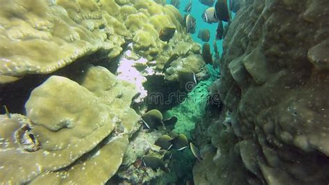 Coral Reefs of the Andaman Sea Stock Footage - Video of natural, ocean ...