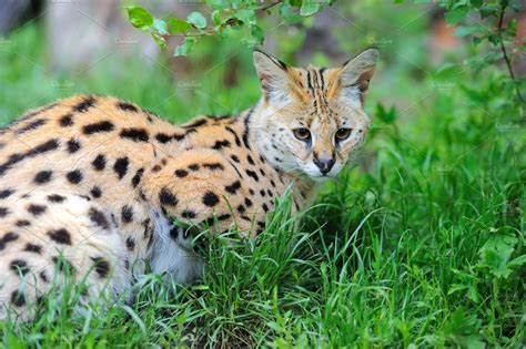 Serval cat containing serval, wildlife, and animal | Animal Stock ...