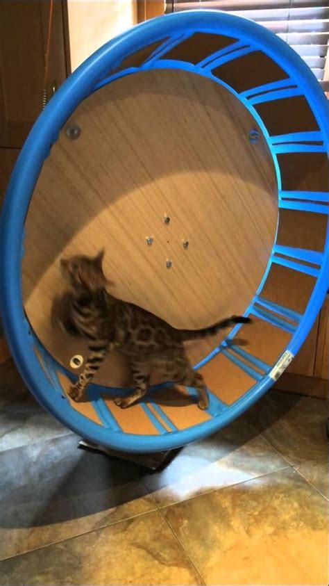 Cat Exercise Wheel For Under $100 Diy Cat Toys, Cat Diy, Toys For Cats, Cat Room Diy, Homemade ...