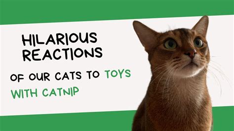 Hilarious Reactions of Our Cats to Toys with Catnip 🐱 (Catnip Cat ...