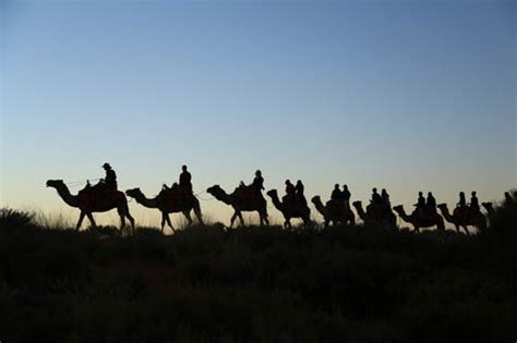 15 Things to Know Before Riding a Camel that I Learnt on an Uluru Sunrise Tour