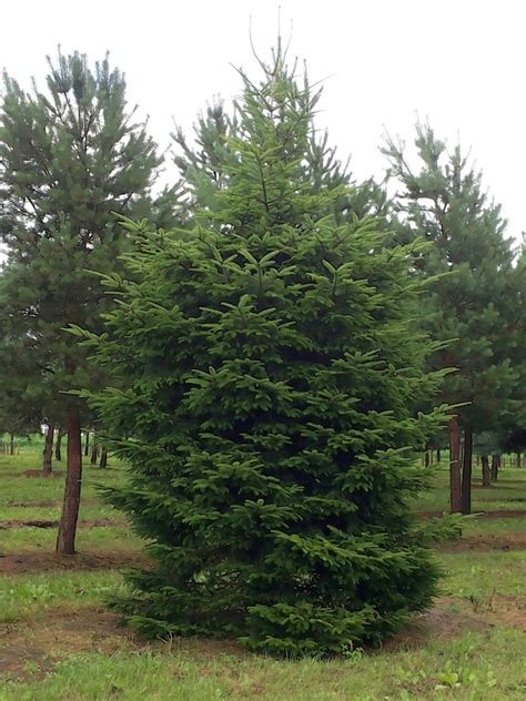 Abies alba | Abies alba - Van den Berk Nurseries