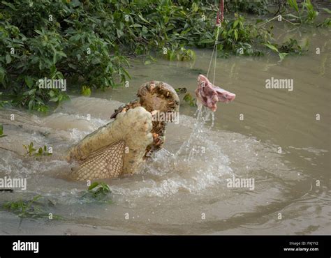 Crocodile snapping at meat in Adelaide River, Kakadu, Australia Stock ...