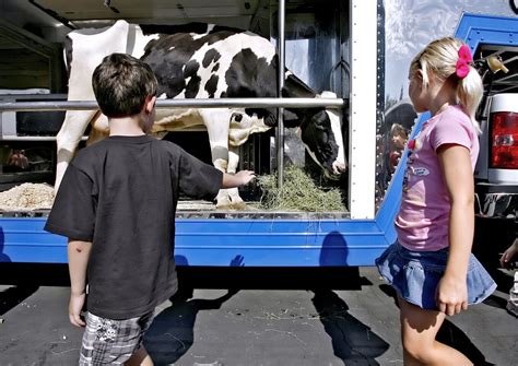 Photo Gallery: "Moo"ving experience at Dunsmore Elementary