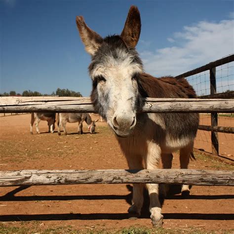 Are Miniature Donkeys Good Pets? (All You Need to Know!) - Animals HQ