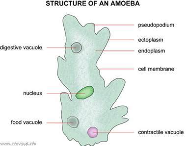 Amoeba