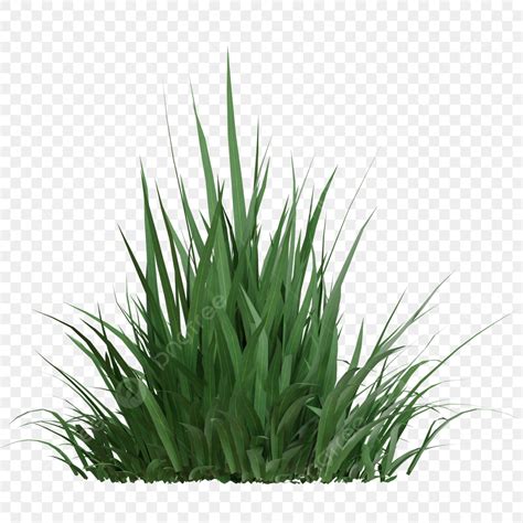 Grass Bush PNG Image, Green Grass Bush, Grass Bush Png, Green Grass Bush Png, Plant Bush Png PNG ...