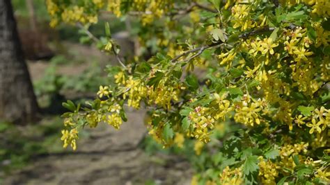 Flowering Currant; Everything About The Currant Bush - Theyardable