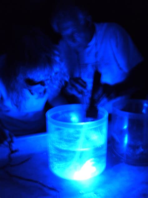 NOAA, Ocean Explorer | Bioluminescence 2009: Living Light on the Deep ...