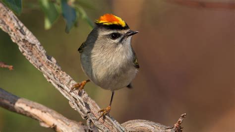 Golden-crowned Kinglet | Audubon Field Guide