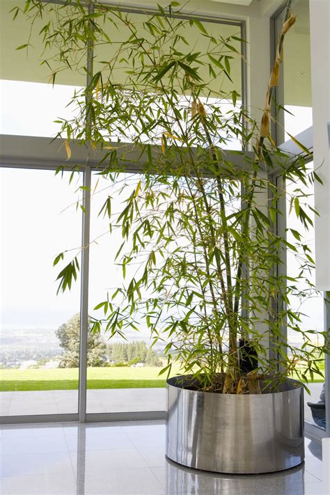 How to Grow Bamboo Plants Indoors | eHow