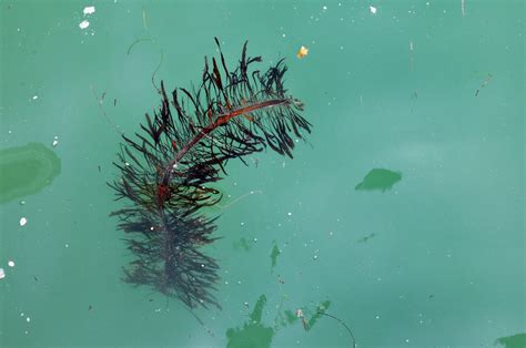 Seaweed Floating In Ocean Free Stock Photo - Public Domain Pictures