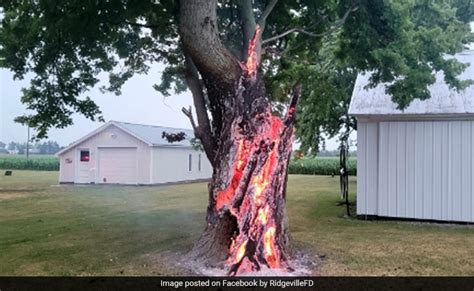 Viral Photo Shows Tree Burning From Inside After Lightning Strike