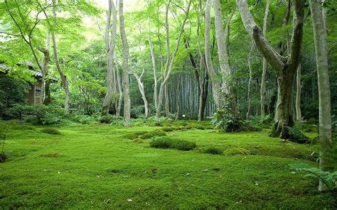 Trees | Green nature, Forest background, Forest wallpaper