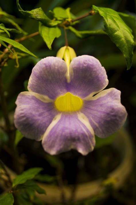 Bush Clock Vine (Thunbergia erecta 'Fairy Moon') - Garden.org