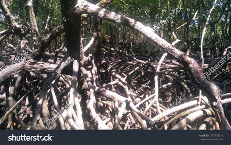 28 Baratang Island Mangroves Images, Stock Photos & Vectors | Shutterstock