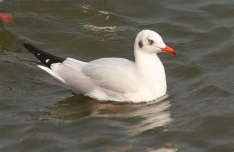 Brown-headed Gull - 10,000 Birds