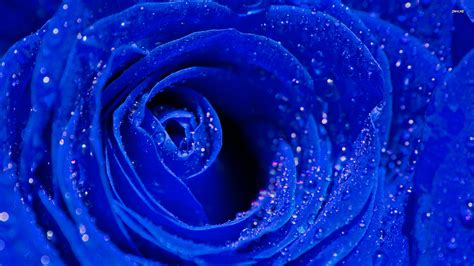 Blue Rose Background (41+ pictures)