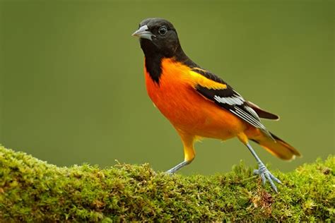 The Baltimore Oriole Song: What Do Orioles Sound Like? - Bird Informer