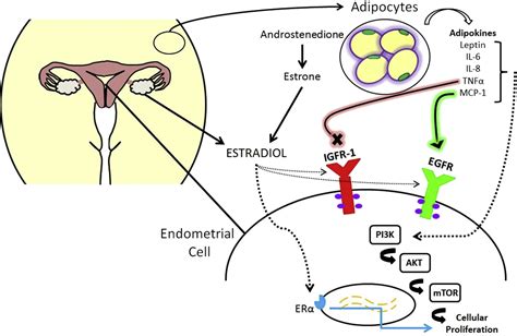 Endometrial Cancer - Obstetrics and Gynecology Clinics