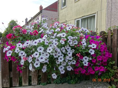 Petunias and hanging baskets — BBC Gardeners' World Magazine