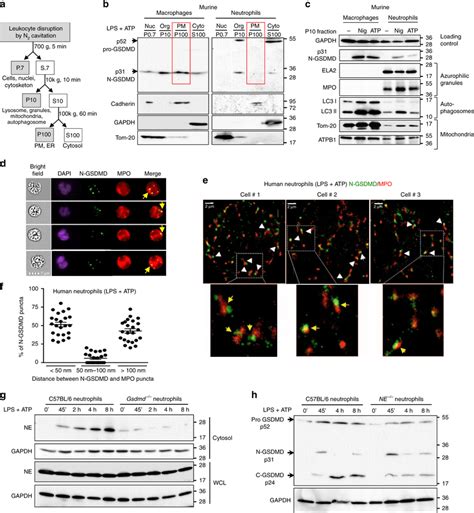 Localization of neutrophil N-GSDMD to azurophilic granules and release ...