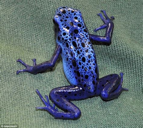 Welcome to Joseph Ebongie's blog: Scientists successfully breed tiny blue frog that's so ...