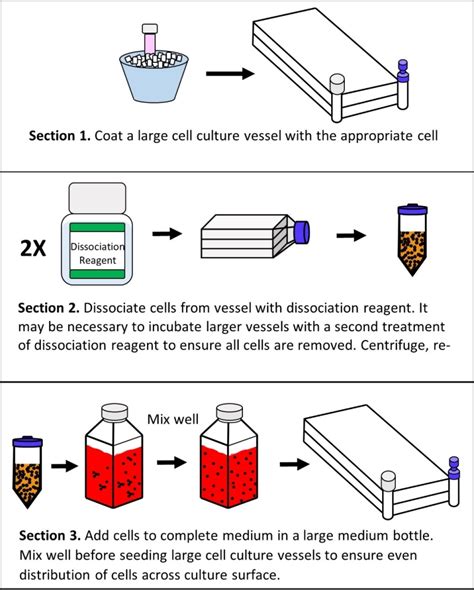 Roller Bottle Cell Culture Protocol – Best Pictures and Decription Forwardset.Com