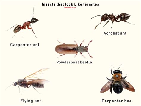 Insects that Look Like Termites + Pictures - PestWeek