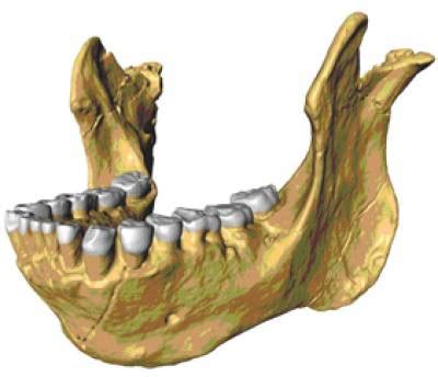 New Kenyan fossils shed light on early human evolution | UCL News - UCL ...