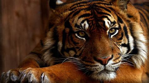 Download Free Bengal Tiger Wallpaper | PixelsTalk.Net