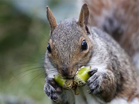 Huge squirrel population driving farmers nuts in New England | MPR News