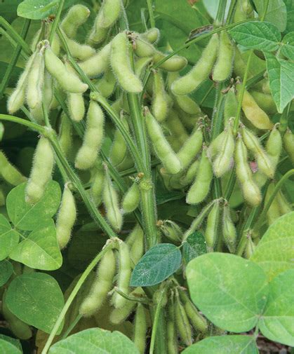 Soybean Growing Information: How to Plant, Grow & Harvest