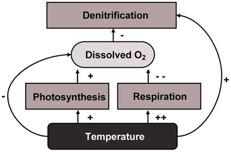 Denitrification Equation