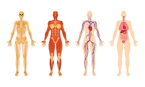 Premium Vector | Organ systems of human body with vector illustrations set. Woman body structure ...